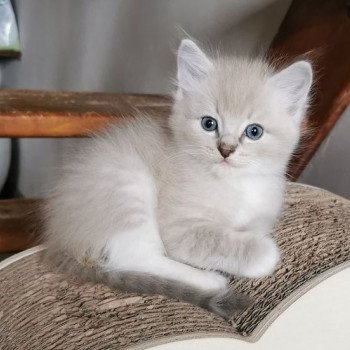 chaton Ragdoll blue tabby mink mitted SKOL Les Ragdolls De L'Eden du Gival