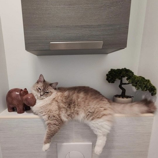 SKOL de L'Eden du Gival Mâle Ragdoll