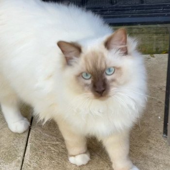 chat Ragdoll chocolate mink mitted Snikers L'Eden du Gival