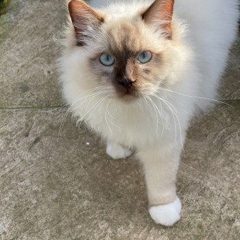 chat Ragdoll chocolate mink mitted Snikers L'Eden du Gival