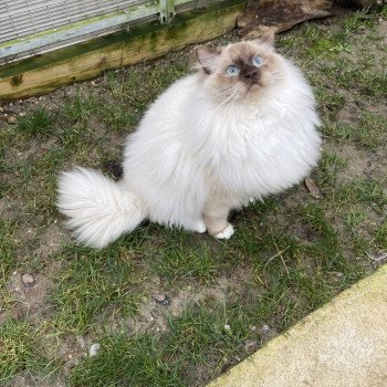 chat Ragdoll chocolate mink mitted Snikers L'Eden du Gival