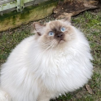 chat Ragdoll chocolate mink mitted Snikers L'Eden du Gival