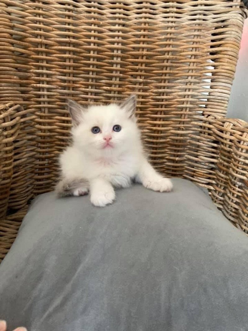 SYBELLE de L'Eden du Gival Femelle Ragdoll