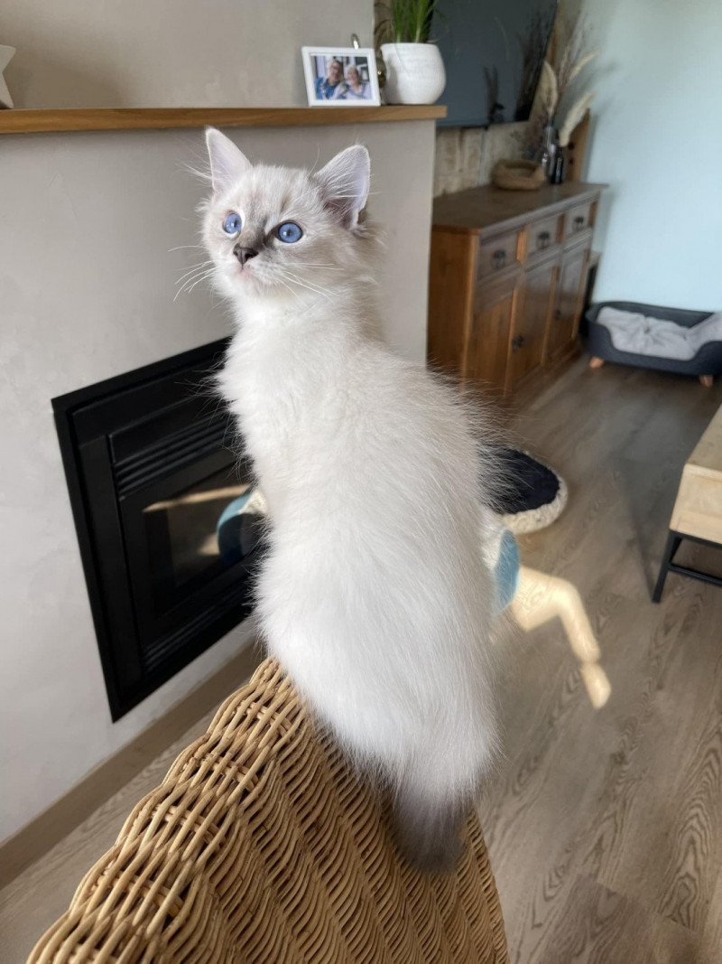UNO de L'Eden du Gival Mâle Ragdoll