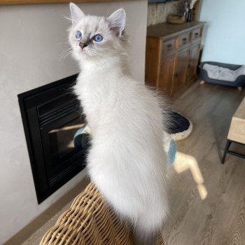 chaton Ragdoll blue tabby point mitted UNO EI L'Eden du Gival