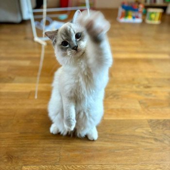 chaton Ragdoll blue tabby point mitted UNO EI L'Eden du Gival