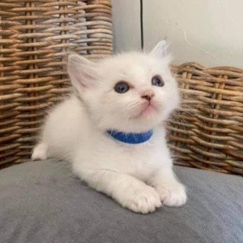 chaton Ragdoll blue tabby point mitted SUGAR De L'Eden du Gival