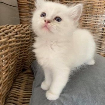 chaton Ragdoll blue tabby point mitted SUGAR De L'Eden du Gival