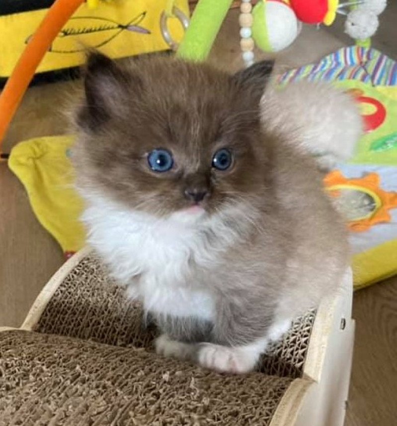 SULTAN de L'Eden du Gival Mâle Ragdoll