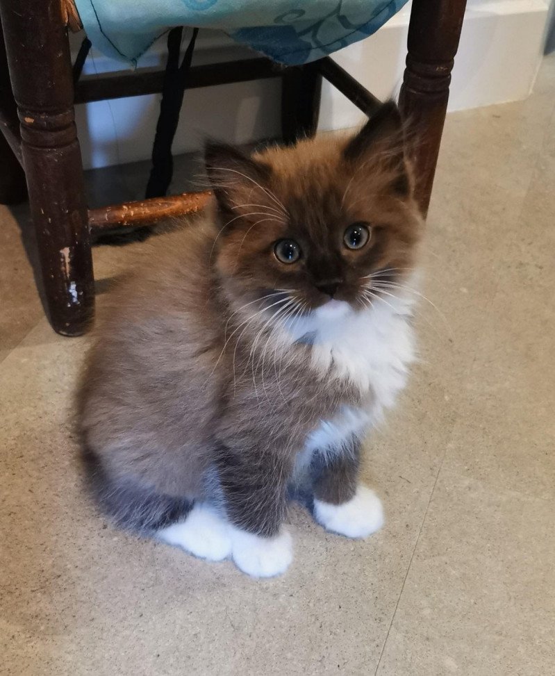 SULTAN de L'Eden du Gival Mâle Ragdoll SULTAN de L'Eden du Gival Mâle Ragdoll
