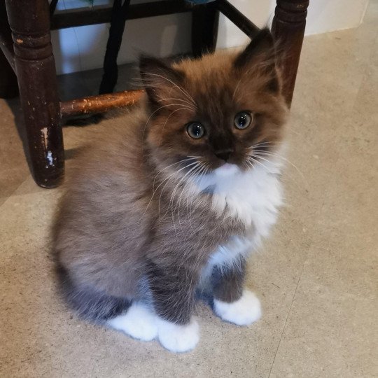 SULTAN de L'Eden du Gival Mâle Ragdoll