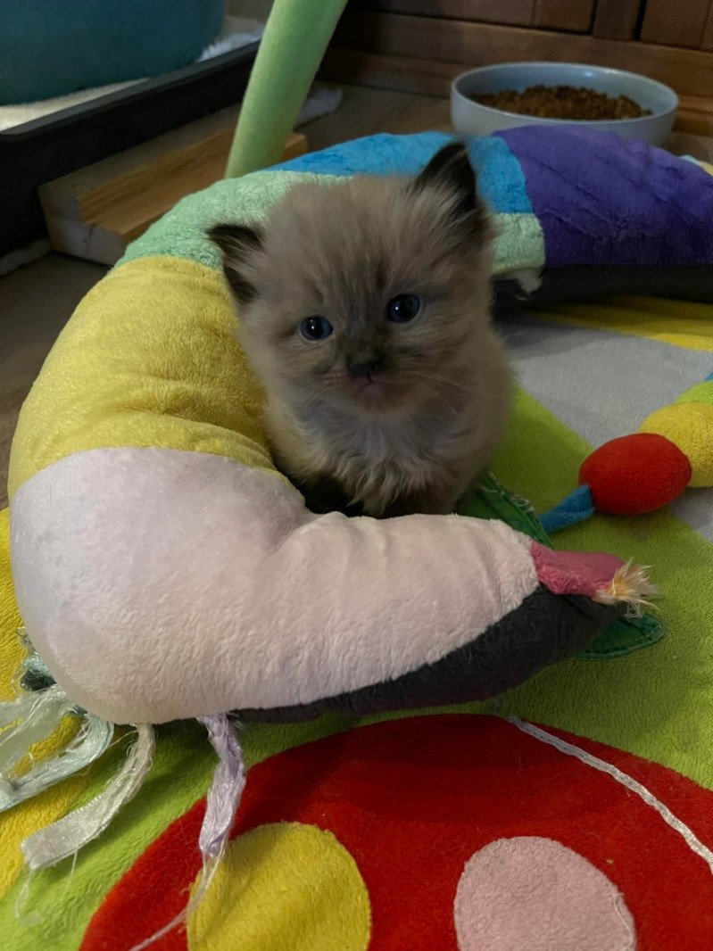 SWEET MIA de L'Eden du Gival Femelle Ragdoll SWEET MIA de L'Eden du Gival Femelle Ragdoll