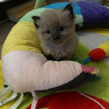 chaton Ragdoll seal sepia SWEET MIA L'Eden du Gival chaton Ragdoll seal sepia SWEET MIA L'Eden du Gival
