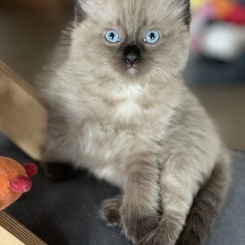 chaton Ragdoll seal sepia SWEET MIA L'Eden du Gival chaton Ragdoll seal sepia SWEET MIA L'Eden du Gival