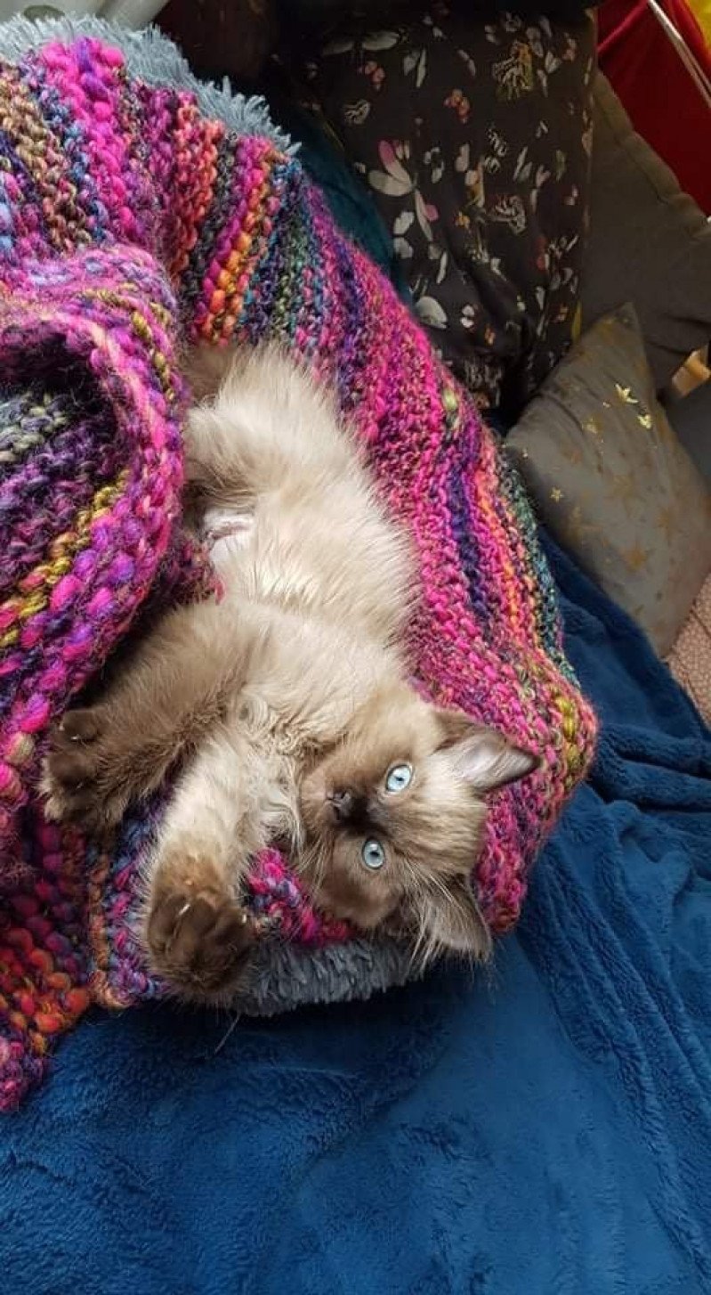 SWEET MIA de L'Eden du Gival Femelle Ragdoll SWEET MIA de L'Eden du Gival Femelle Ragdoll