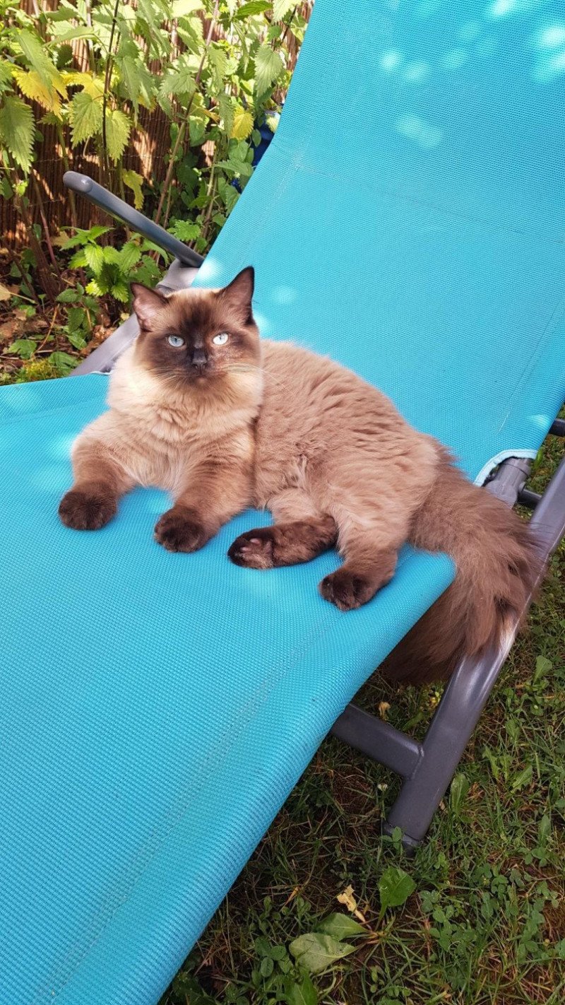 SWEET MIA de L'Eden du Gival Femelle Ragdoll