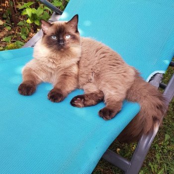 SWEET MIA de L'Eden du Gival Femelle Ragdoll