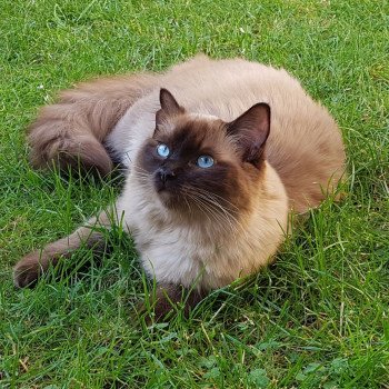 chaton Ragdoll seal sepia SWEET MIA L'Eden du Gival