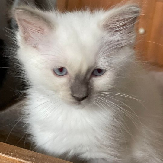 TAGADA de L'Eden du Gival Femelle Ragdoll