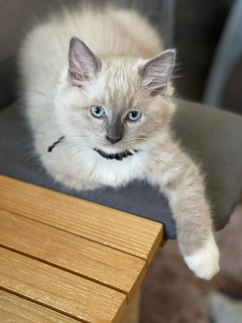 TAIKO de L'Eden du Gival Mâle Ragdoll TAIKO de L'Eden du Gival Mâle Ragdoll