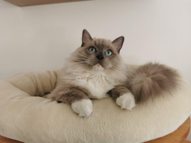 TAIKO de L'Eden du Gival Mâle Ragdoll TAIKO de L'Eden du Gival Mâle Ragdoll