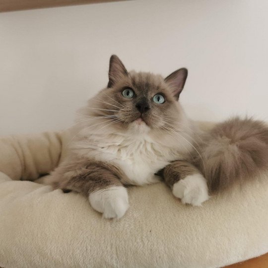 TAIKO de L'Eden du Gival Mâle Ragdoll