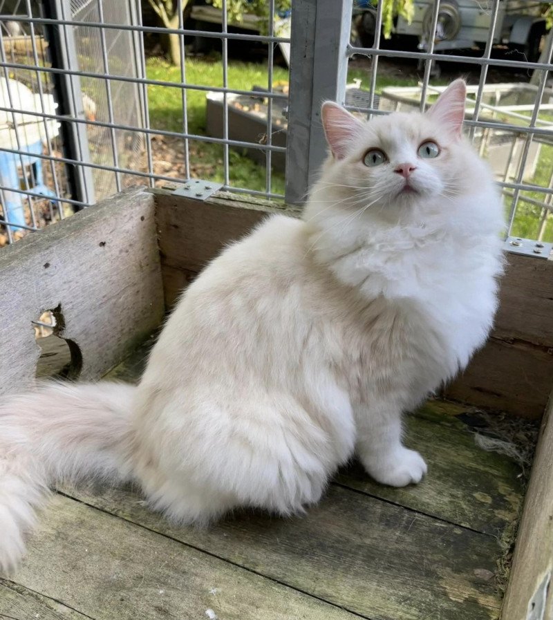 TEKILA de L'Eden du Gival Femelle Ragdoll TEKILA de L'Eden du Gival Femelle Ragdoll
