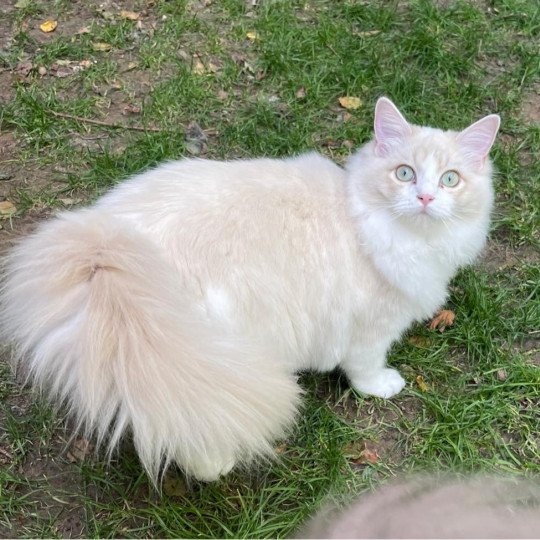 TEKILA de L'Eden du Gival Femelle Ragdoll