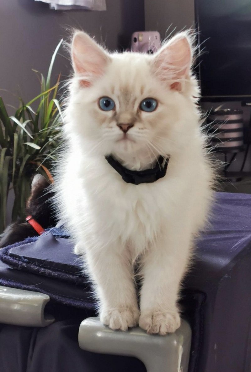 TARTINE de L'Eden du Gival Femelle Ragdoll TARTINE de L'Eden du Gival Femelle Ragdoll