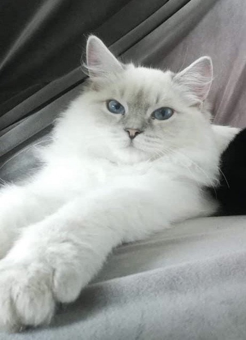 TARTINE de L'Eden du Gival Femelle Ragdoll