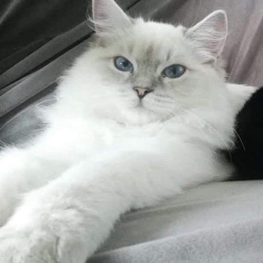 TARTINE de L'Eden du Gival Femelle Ragdoll