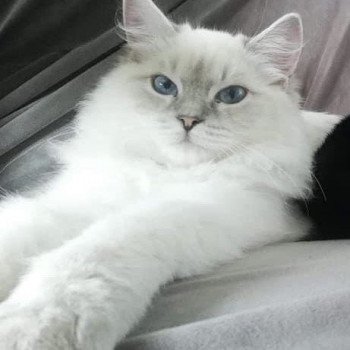 chaton Ragdoll blue tabby point TARTINE L'Eden du Gival