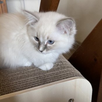 chat Ragdoll blue tabby mitted THALIA L'Eden du Gival