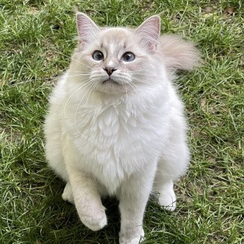 chat Ragdoll blue tabby mitted THALIA L'Eden du Gival