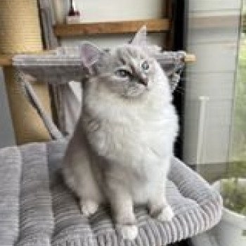 chat Ragdoll blue tabby mitted THALIA L'Eden du Gival