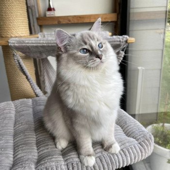 chat Ragdoll blue tabby mitted THALIA L'Eden du Gival