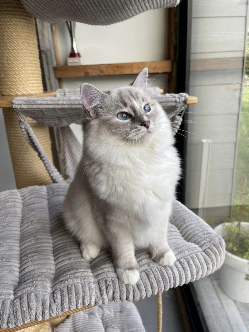 THALIA de L'Eden du Gival Femelle Ragdoll