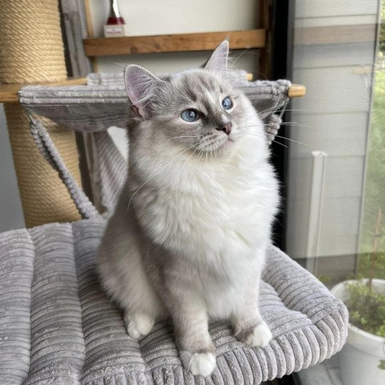 THALIA de L'Eden du Gival Femelle Ragdoll