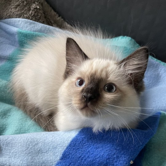THE ERNESTO de L'Eden du Gival Mâle Ragdoll