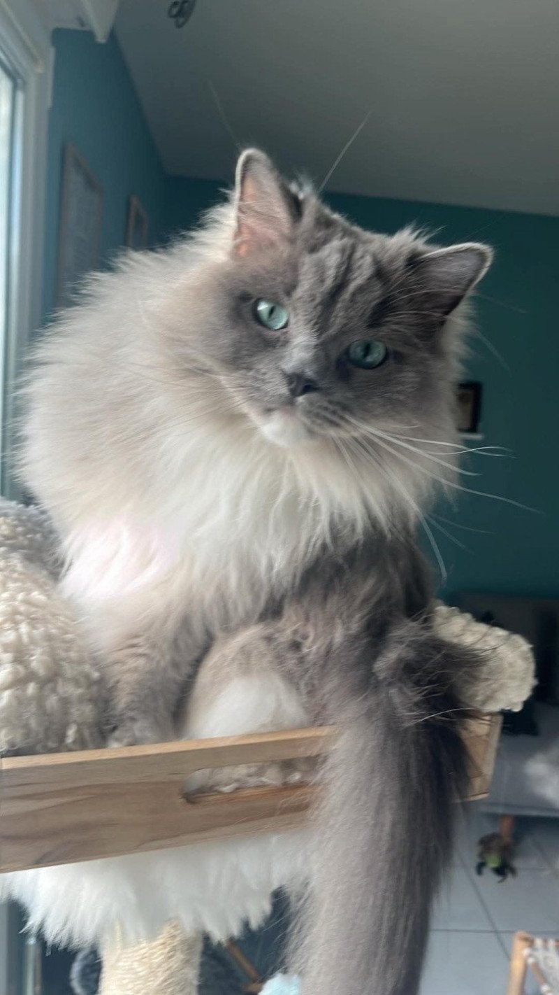 TISHA de L'Eden du Gival Mâle Ragdoll TISHA de L'Eden du Gival Mâle Ragdoll