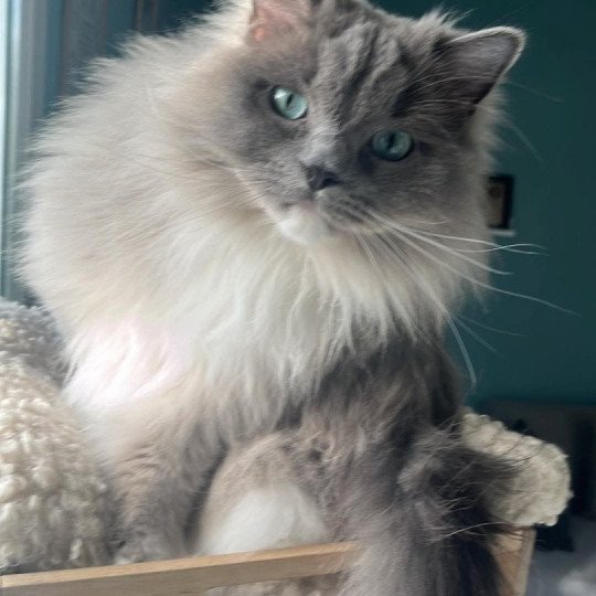 TISHA de L'Eden du Gival Mâle Ragdoll
