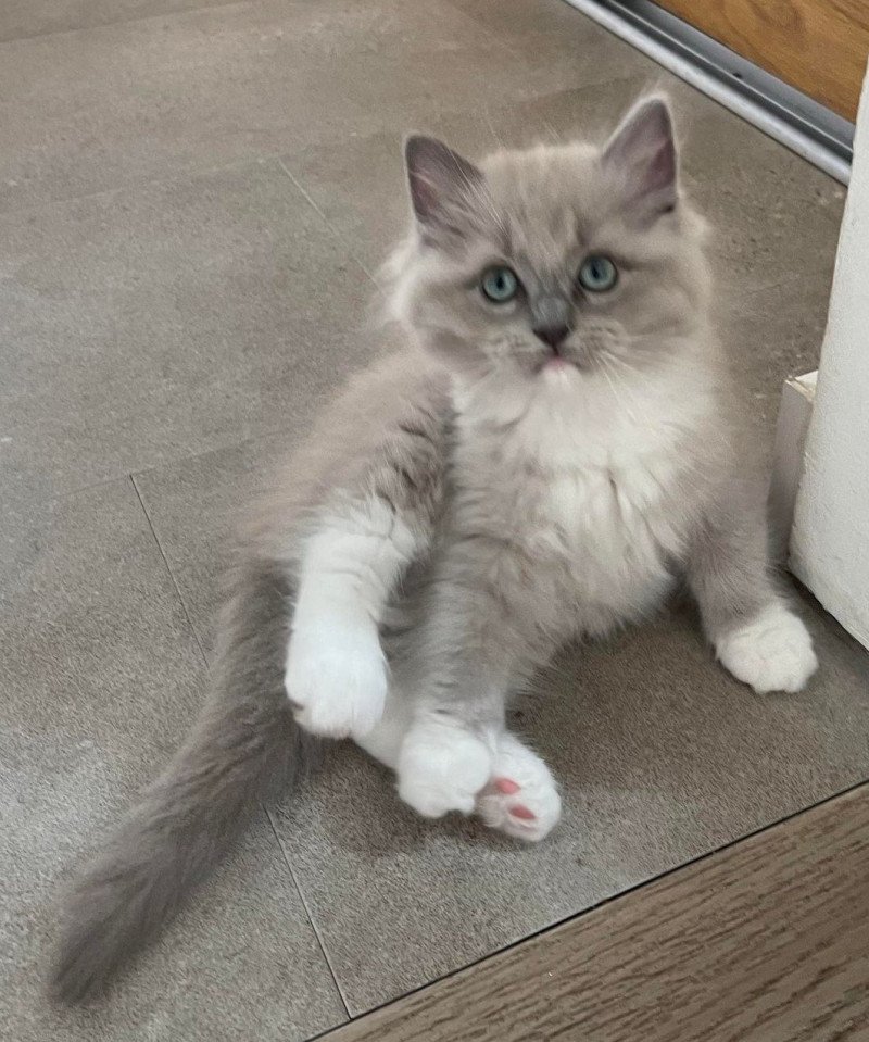 TISHA de L'Eden du Gival Mâle Ragdoll TISHA de L'Eden du Gival Mâle Ragdoll