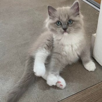 chaton Ragdoll blue sepia mitted TISHA L'Eden du Gival