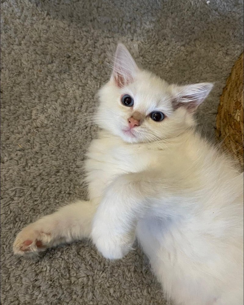 TOFU de L'Eden du Gival Mâle Ragdoll TOFU de L'Eden du Gival Mâle Ragdoll