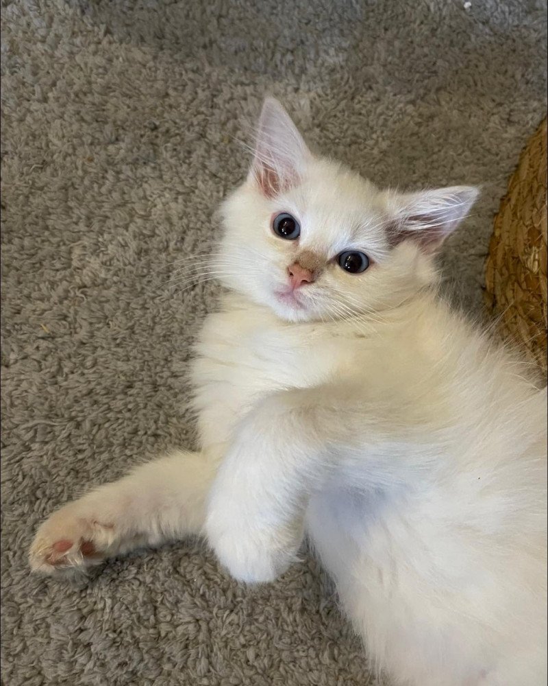 TOFU de L'Eden du Gival Mâle Ragdoll