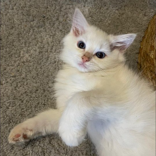 TOFU de L'Eden du Gival Mâle Ragdoll