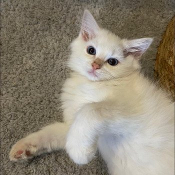 chaton Ragdoll point TOFU L'Eden du Gival