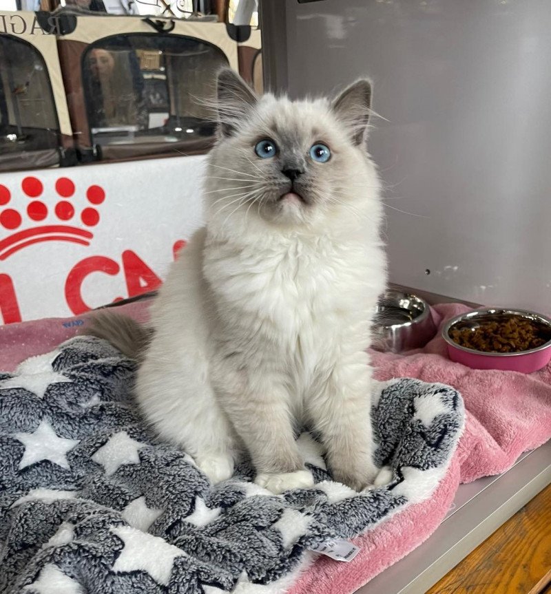 TOGETHER de L'Eden du Gival Femelle Ragdoll TOGETHER de L'Eden du Gival Femelle Ragdoll