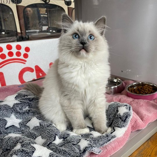 TOGETHER de L'Eden du Gival Femelle Ragdoll