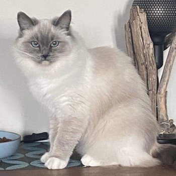 chat Ragdoll blue point mitted TOGETHER EI L'Eden du Gival